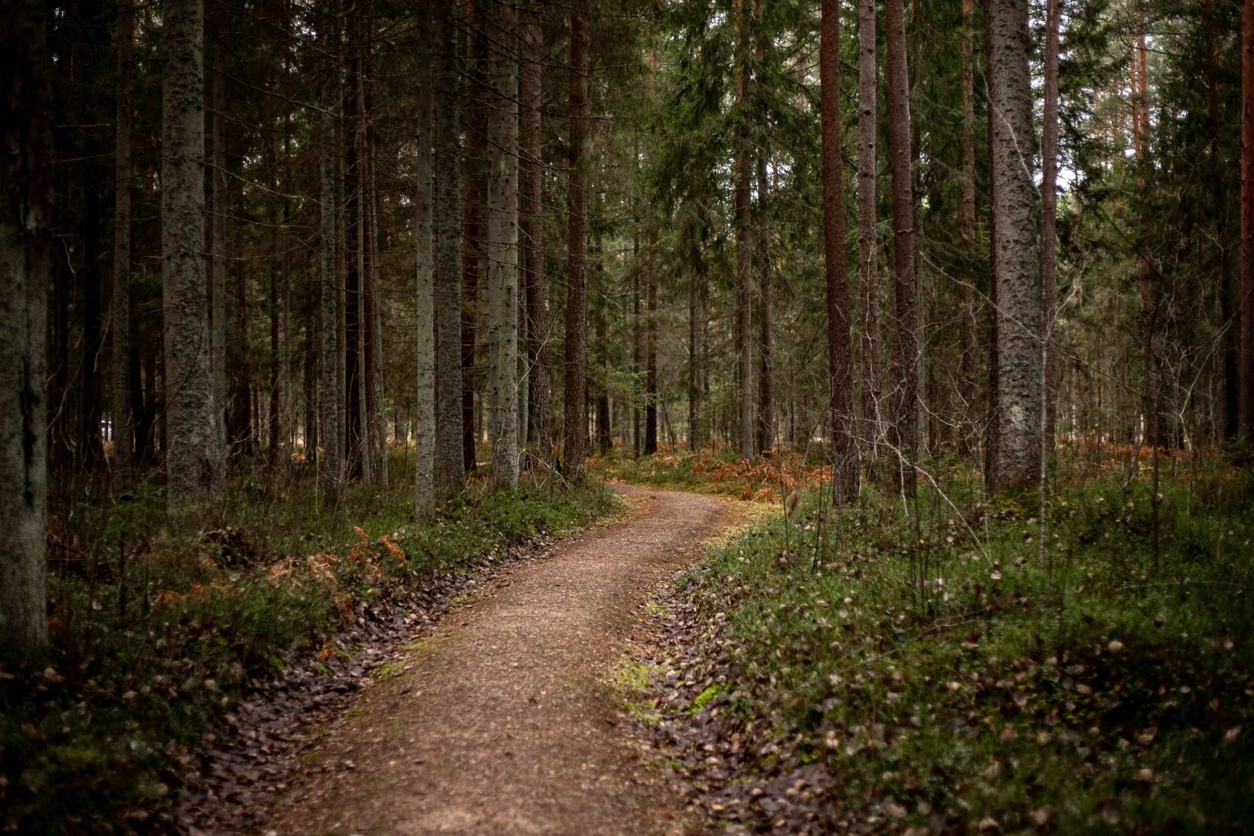 Chemin forestier avec racines, terrain de test tout-terrain