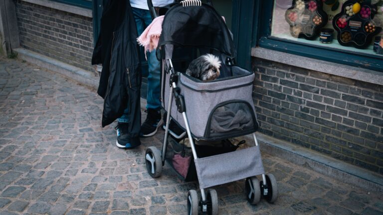 Petit chien confortablement installé dans une poussette pour chien